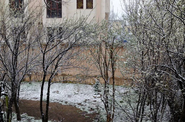 Late Heavy Snowfall Fallen Tree Branches Sofia Bulgaria — Stock Photo, Image