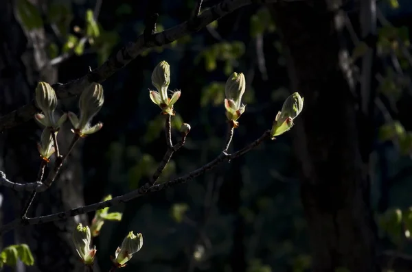 Twig Κλειστό Μπουμπούκι Λουλουδιών Και Νεαρά Τριχωτά Πράσινα Φύλλα Καστανιάς — Φωτογραφία Αρχείου