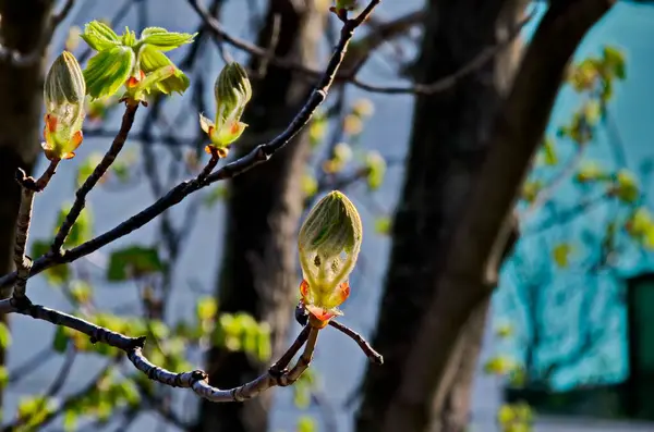 Twig Med Oöppnad Blomma Knopp Och Unga Håriga Gröna Blad — Stockfoto