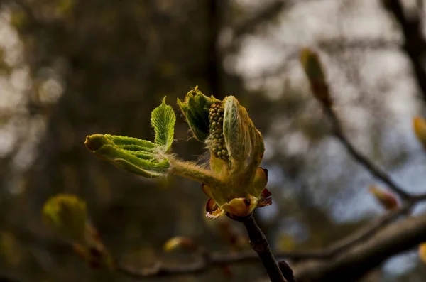 Twig Med Oöppnad Blomma Knopp Och Unga Håriga Gröna Blad — Stockfoto