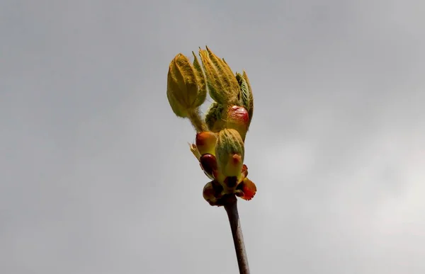 Twig Med Uåbnet Blomsterknop Unge Behårede Grønne Blade Træet Hestekastanje - Stock-foto