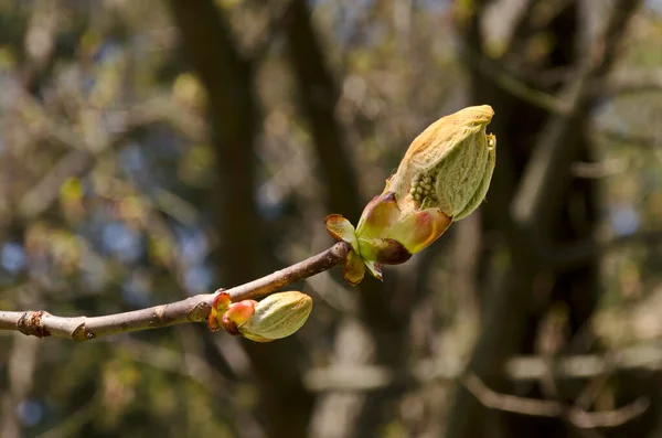 Twig Med Uåbnet Blomsterknop Unge Behårede Grønne Blade Træet Hestekastanje - Stock-foto