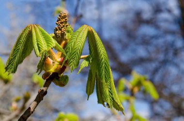 Açılmamış çiçek tomurcuğuyla dal ve baharda ağaç at kestanesinin taze kıllı yeşil yaprakları, Sofya ve Bulgaristan   