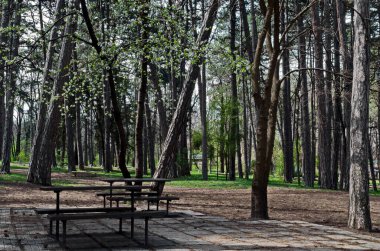 Bulgaristan 'ın Sofya kentindeki doğal parkın ormanındaki bir çayırda ahşap bank ve masa.    