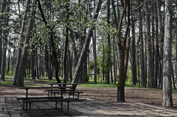 Drewniana Ławka Stół Łące Lesie Parku Naturalnym Sofia Bułgaria — Zdjęcie stockowe