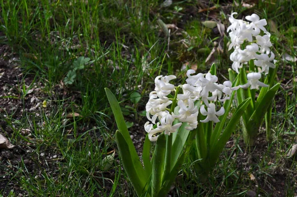 Trädgård Med Blomning Vit Hyacint Sofia Bulgarien — Stockfoto