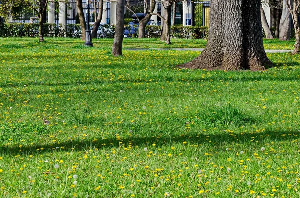 Selfheal 'ın açtığı bahar çayırı aynı zamanda Prunella vulgaris ve sarı karahindiba da tarataxum officinale, Sofia, Bulgaristan 