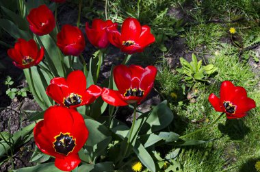 Popüler Zaimov parkında kırmızı laleler kapanıyor, bölge Oborishte, Sofya, Bulgaristan 