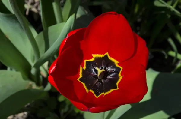 Macro Shot Van Een Rode Tulp Interieur Sofia Bulgarije — Stockfoto