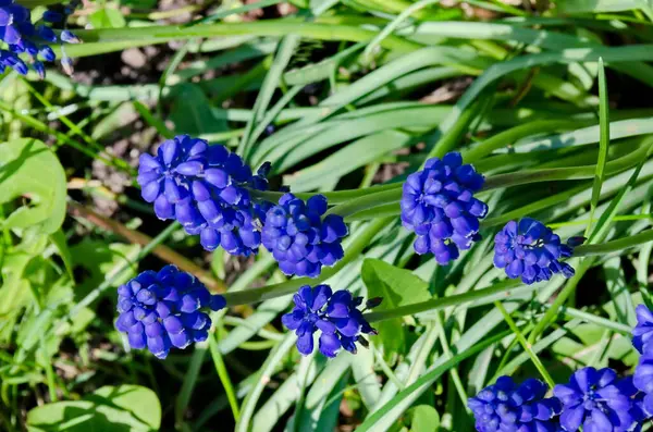 Blauwe Muscari Bloemen Bloei Tuin Sofia Bulgarije — Stockfoto