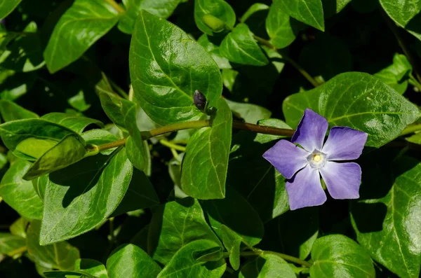 Periwinkle Vagy Vinca Minor Növény Egy Virág Kertben Szófia Bulgária — Stock Fotó