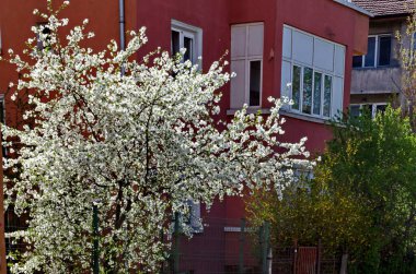 Çiçek açan bahar ağaçları, yeni modern evleri Sofya ve Bulgaristan olan bir yerleşim bölgesinin arka planında yer alıyor 