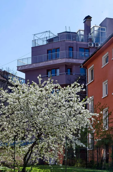 Blooming Spring Trees Background Residential Area New Modern Houses Sofia — Zdjęcie stockowe