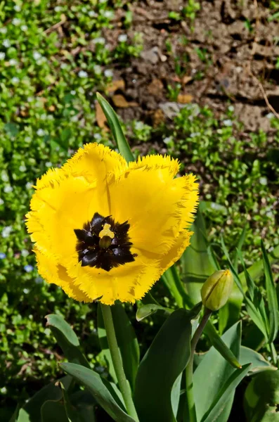 Жовті Тюльпани Поблизу Публічного Саду Софія Болгарія — стокове фото
