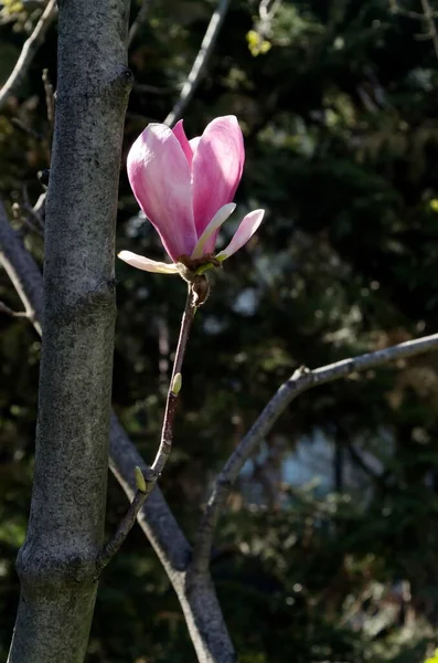Twig Pink Flowers Buds Magnolia Leaves Spring Garden Sofia Bulgaria — Zdjęcie stockowe