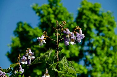 Baharda Jakaranda ağacının mor çiçekleri, Sofya ve Bulgaristan 