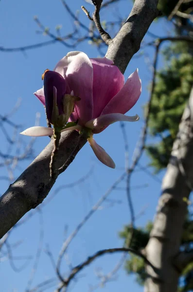 Ramita Con Flores Rosadas Brotes Hojas Magnolia Primavera Jardín Sofía — Foto de Stock