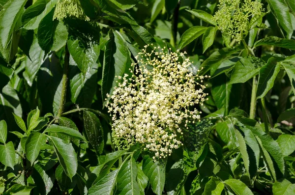 Sambucus Nigra Ancião Campo Primavera Sófia Bulgária — Fotografia de Stock