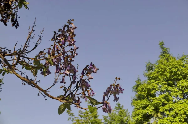 Lilla Blomster Jacaranda Træet Foråret Sofia Bulgarien - Stock-foto