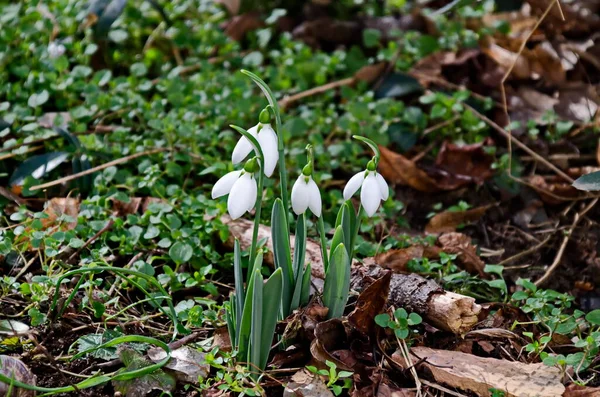 Frische Weiße Schneeglöckchen Garten Frühling Sofia Bulgarien — Stockfoto