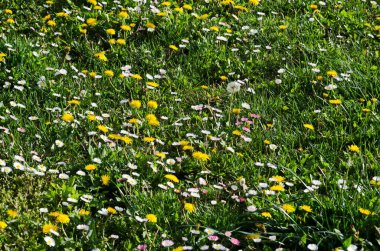 Baharda çiçek açan çimenler ve kır çiçekleri, Sofya ve Bulgaristan   