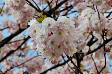 Çiçek açan Japon kiraz dalı, arka plan için güzel bahar çiçekleri, Sofya ve Bulgaristan  