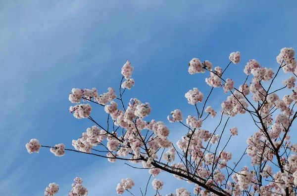 Blossoming Japanese Cherry Branch Beautiful Spring Flowers Background Sofia Bulgaria — Stock Photo, Image