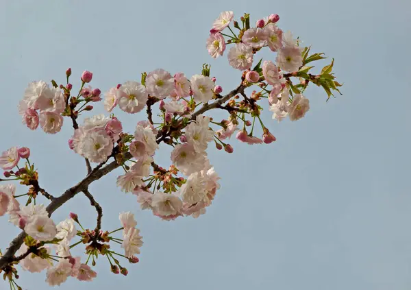 Blossoming Japanese Cherry Branch Beautiful Spring Flowers Background Sofia Bulgaria — Stock Photo, Image