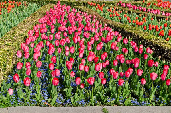 Schönes Feld Mit Blühenden Roten Und Rosa Tulpen Eingefasst Von — Stockfoto