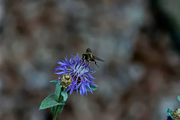 花のアザミや野生の紫色の花にミツバチが花粉を収集します 野生の自然景観 ヴァジロヴォ ブルガリア — ストック写真