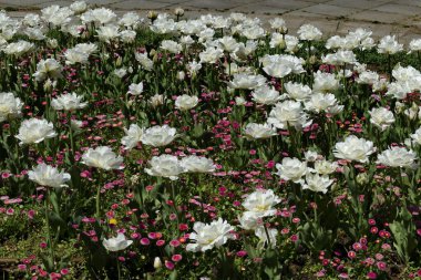 Çiçek açan beyaz laleler ve pembe margueritle güzel bir tarla manzarası, Sofya, Bulgaristan   