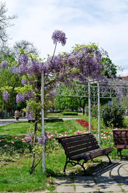 Bahar gevşemesi için rahat bir yer. Çiçekli mor salkımın gevşek gölgesinin altındaki ahşap bank. Çiçekler ve yapraklar parkın içinde, Sofya ve Bulgaristan.