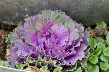 Süslü lahana (bazen dekoratif lahana olarak da bilinir), kırmızımsı yeşile dönen özel yaprakları olan bir bitki. 