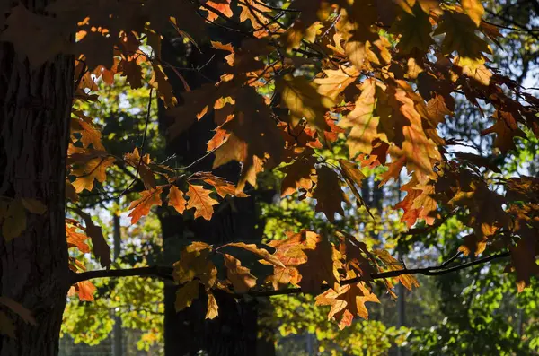 Farbenfroher Herbstwald Mit Schön Verzweigten Bäumen Mit Vielen Gelben Grünen — Stockfoto