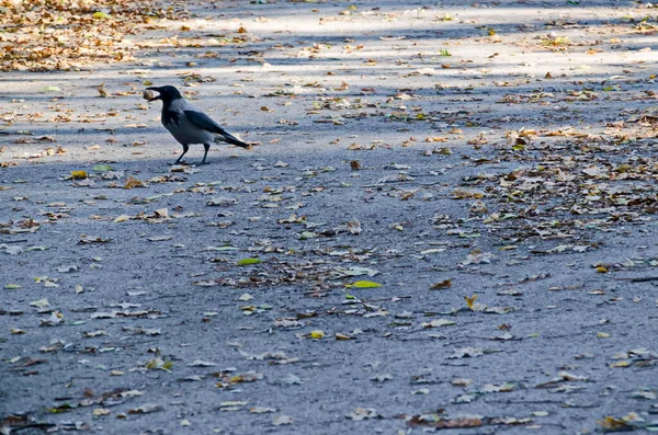 秋の間にくちばしがクルミのある牧草地を歩くカラスの鳥と一緒に見る ソフィア ブルガリア — ストック写真