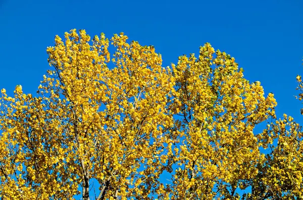 Natürlicher Hintergrund Einer Herbstlich Verzweigten Birke Mit Gelben Grünen Und — Stockfoto