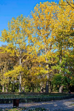 Sofya, Bulgaristan - 01 Kasım 2020: Sonbahar renkli ormanlarının güzel köşesi ve Borisova gradina, Sofya, Bulgaristan 'daki zambak gölü. Ziyaret yerinde.. 