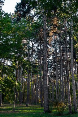 Çok sayıda sarı, yeşil, kırmızı ve kahverengi yaprak ve çayır, Borisova gradina, Sofya, Bulgaristan 'ın güzel dallı ağaçlarıyla renkli sonbahar ormanı 