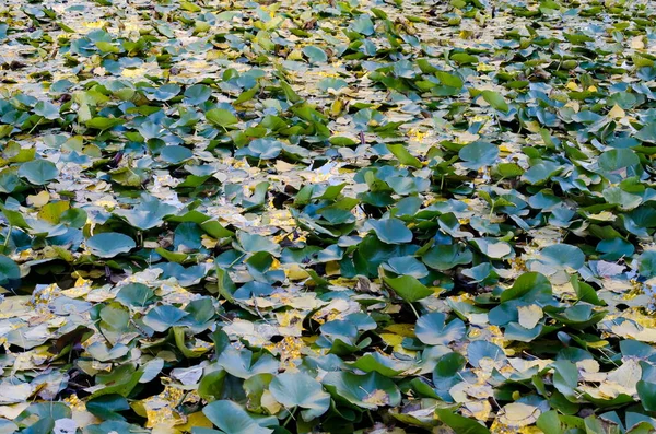 Természetes Háttér Őszi Levelek Liliomok Borisova Garden Szófia Bulgária — Stock Fotó