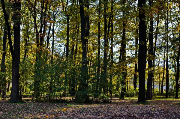 Barevný Podzimní Les Krásnými Větvemi Stromů Mnoha Žlutými Zelenými Červenými — Stock fotografie