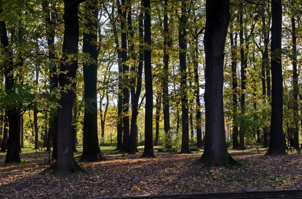 Barevný Podzimní Les Krásnými Větvemi Stromů Mnoha Žlutými Zelenými Červenými — Stock fotografie
