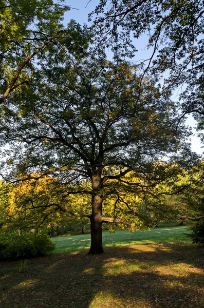 Krásný Strom Pozadí Barevného Podzimního Lesa Větvemi Stromů Spoustou Žlutých — Stock fotografie