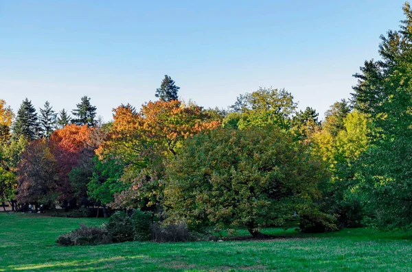 Sofia Bulgarie Novembre 2020 Bel Arbre Sur Fond Une Forêt — Photo