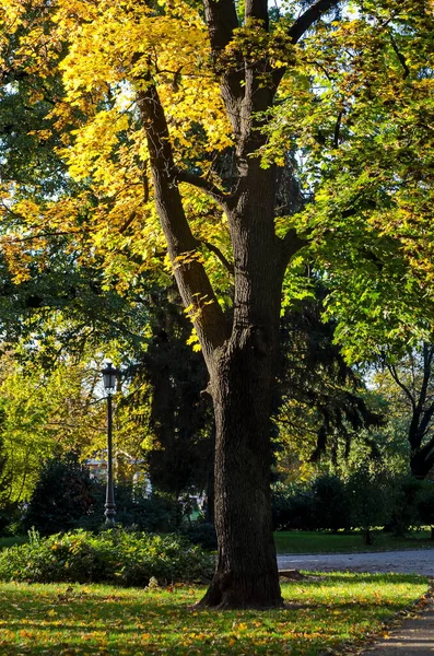 Bela Árvore Contra Pano Fundo Uma Floresta Outono Colorido Com — Fotografia de Stock