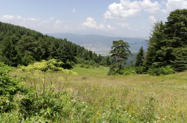 Yeşil orman ve yüksek tepeler