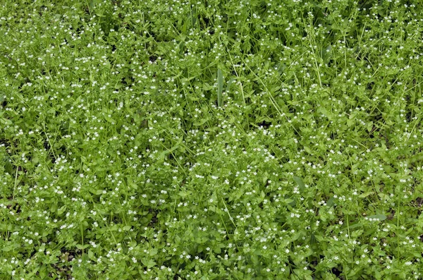 Vista de la hierba de pollito de belleza (Stellaria media L .) — Foto de Stock