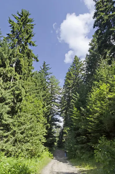 Strada attraverso la foresta verde e l'alto pino — Foto Stock