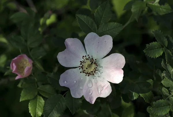 Un buisson de brier (rose sauvage) est au printemps — Photo