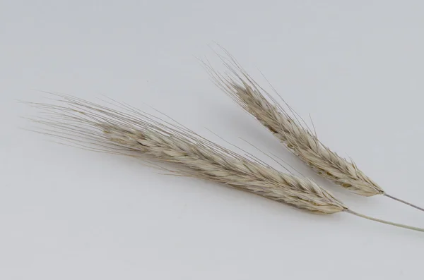 Fotoğraf kulak buğday — Stok fotoğraf