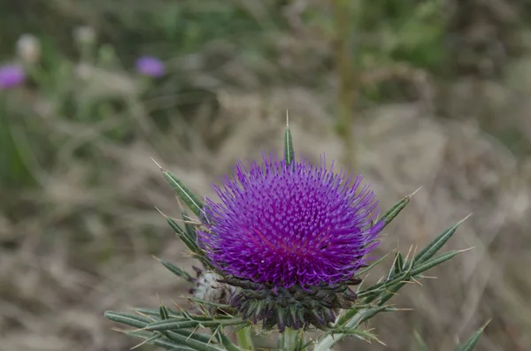 Nahaufnahme eines Weißdorns (silybum marianum)) — Stockfoto